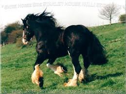 Shire horse